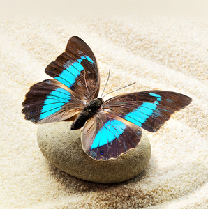 Didier LACOMBLE Sahurs, 