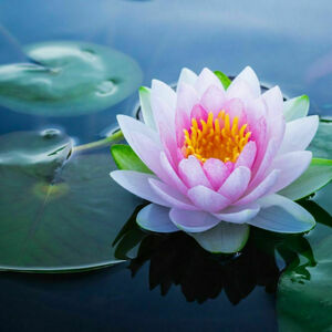 Nathalie Biglia  E.I   Sophrologue Certifiée  Valbonne, , Douleurs